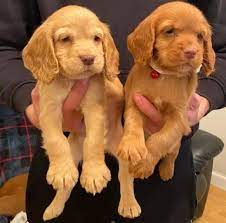 cocker spaniel puppies for sale online in kolkata