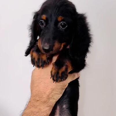 buy cocker spaniel puppies in kolkata