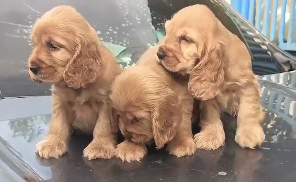 kci registered cocker spaniel puppies for sale in mumbai