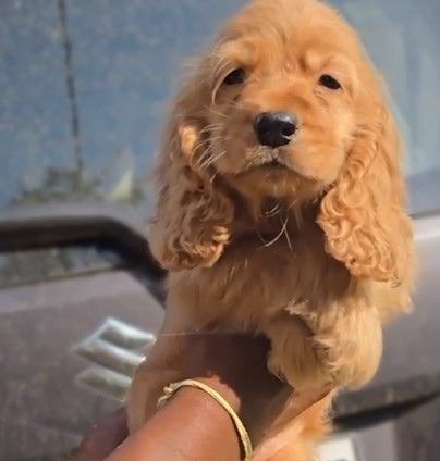 cocker spaniel puppies for sale online in mumbai