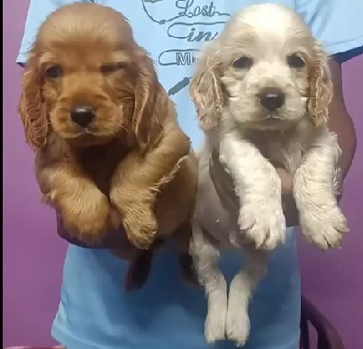 cocker spaniel pet shop in mumbai