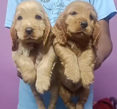 pure breed cocker spaniel puppies for sale in mumbai