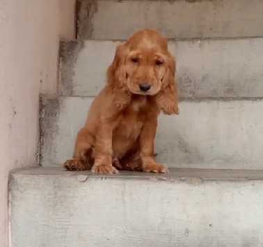 buy cocker spaniel puppies in mumbai