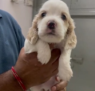 cocker spaniel dog kennel in mumbai