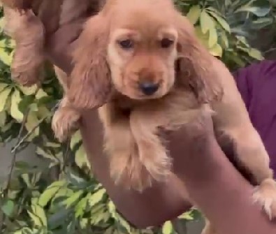 cocker spaniel breeder in mumbai