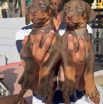 Doberman dog breeder in bangalore