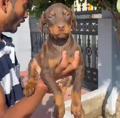 Champion lineage doberman puppies price in bangalore