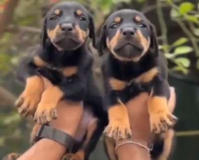 Doberman dog price in bangalore