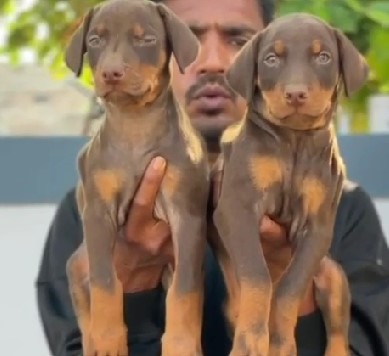 Doberman puppies for sale online in bangalore