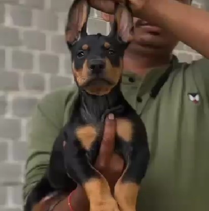 Doberman pet shop in bangalore