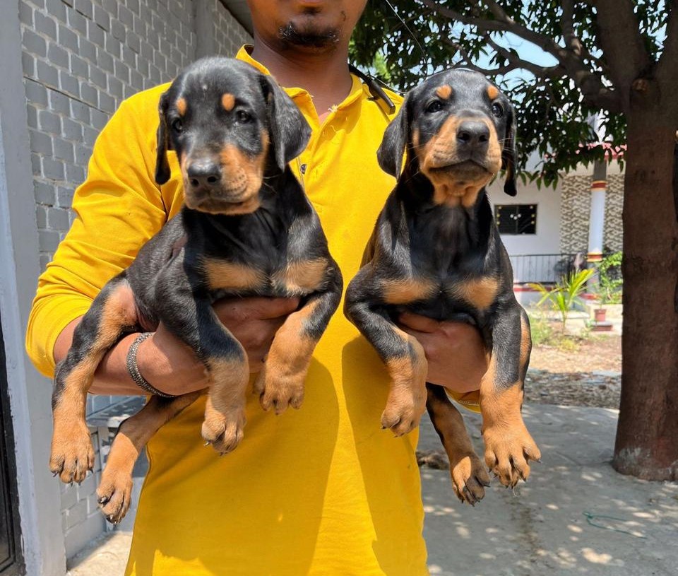 Doberman puppy for sale in bangalore