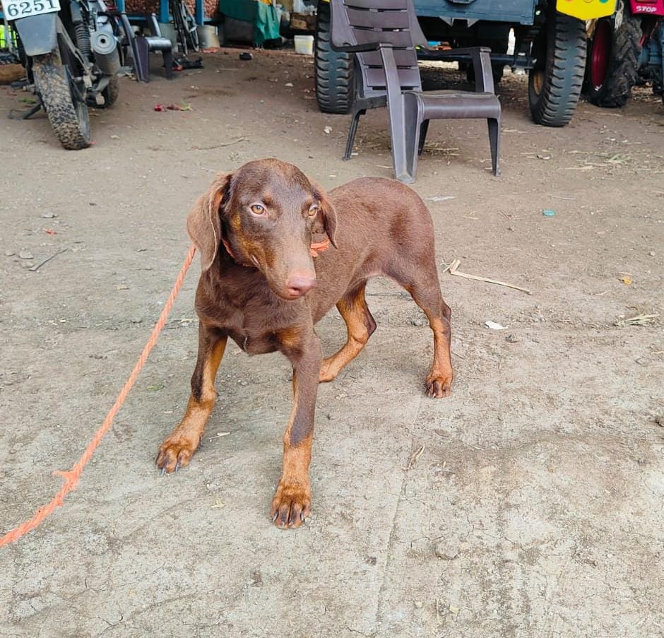 KCI registered doberman puppies for sale in bangalore