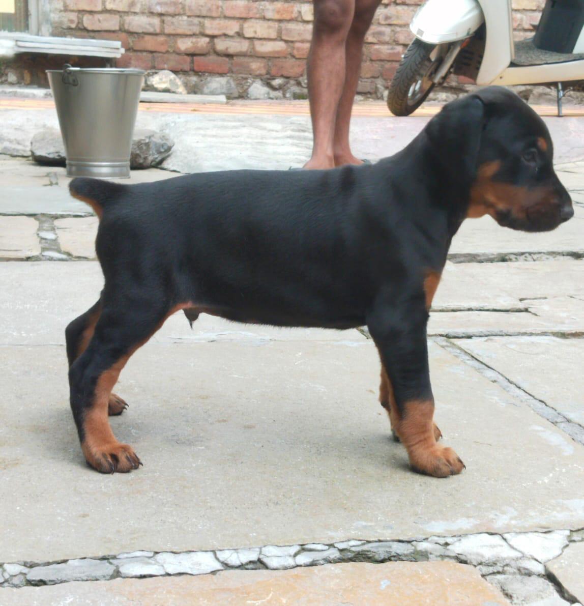 Doberman dog price in Delhi