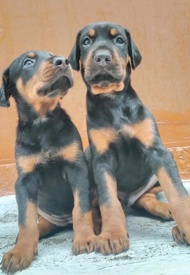 Doberman male puppy price in Delhi