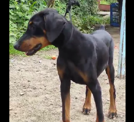 Doberman pet shop in Delhi