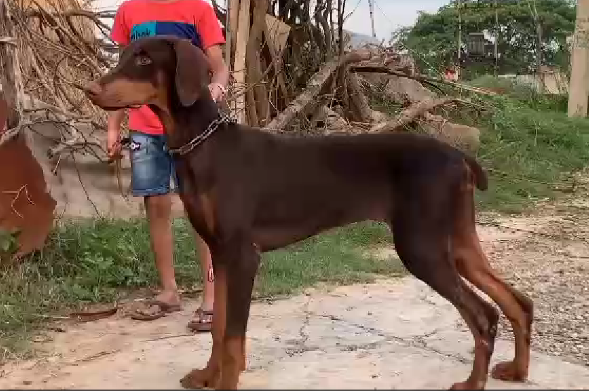 Doberman puppy price in Jaipur