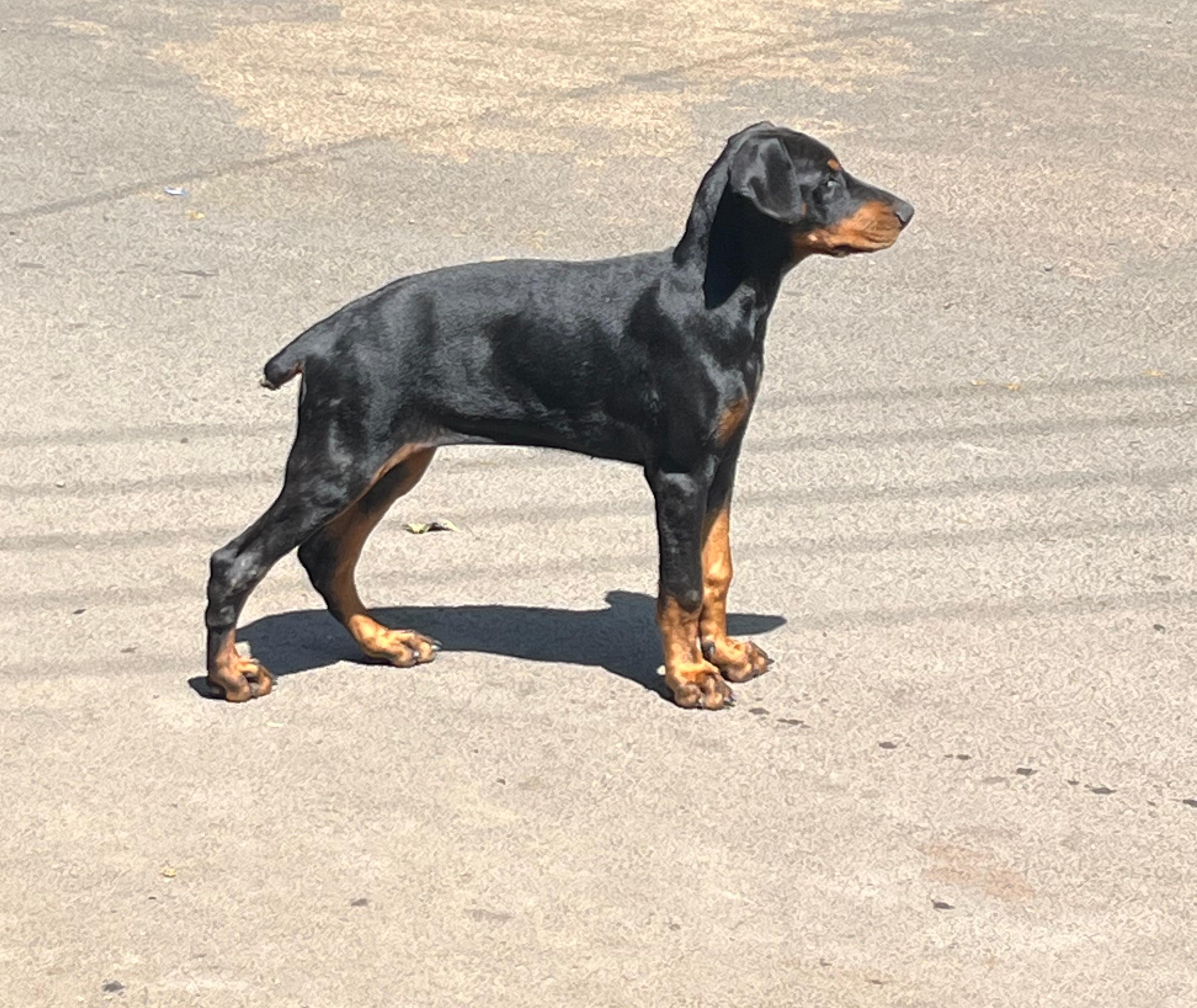 Doberman male puppy price in Jaipur