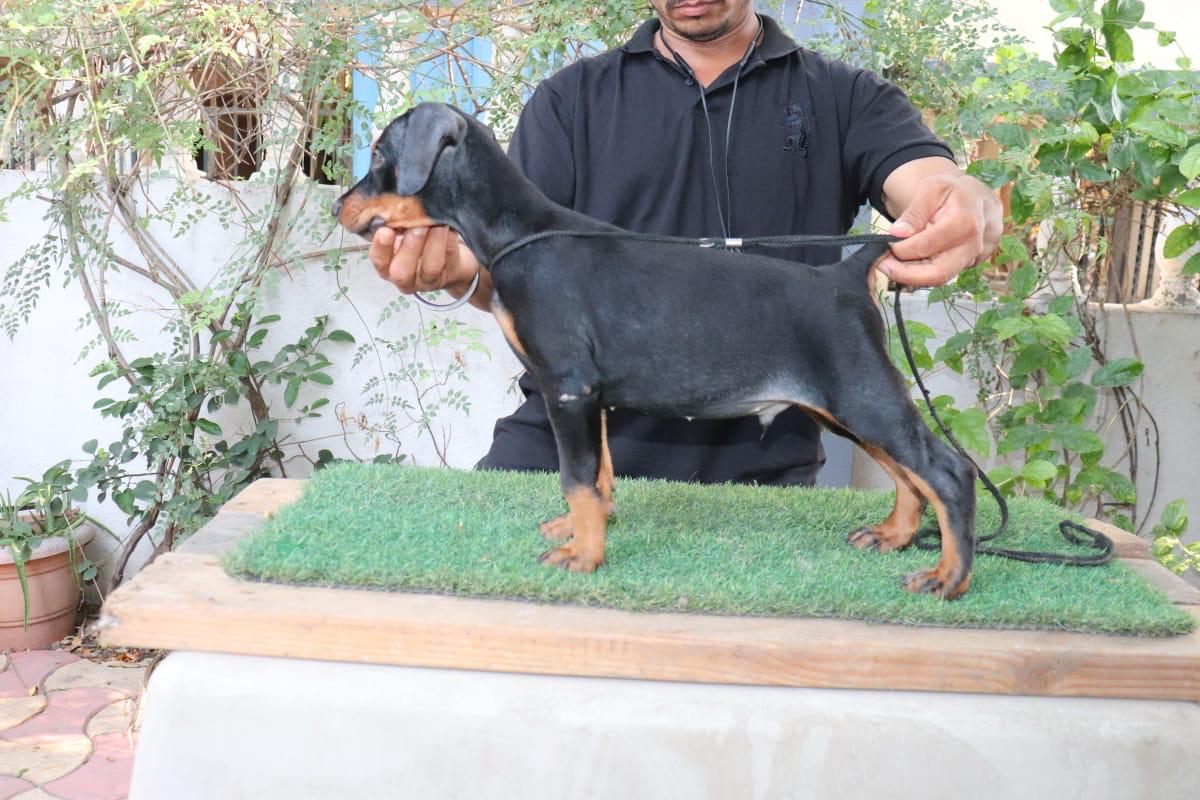 Doberman dog for sale in Jaipur