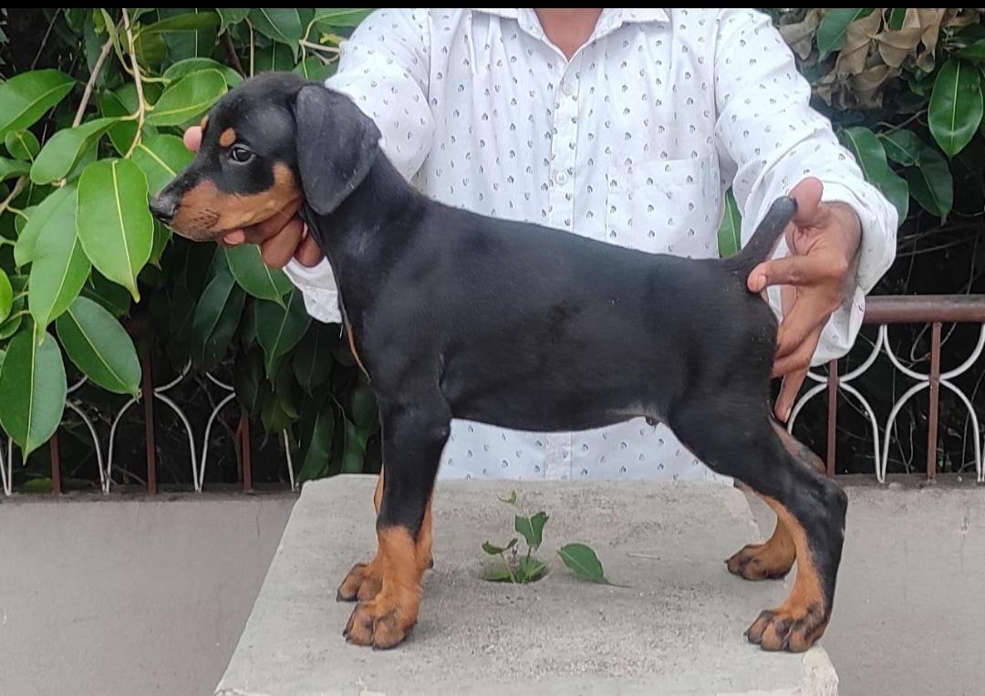 Doberman pet shop in Jaipur