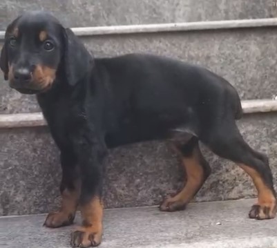 Doberman puppies for sale online in kolkata