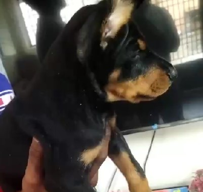 Doberman dog breeder in kolkata