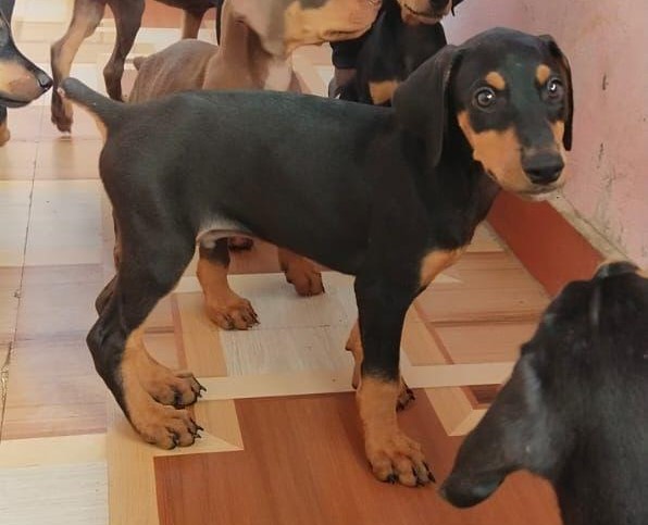 Doberman dog price in kolkata