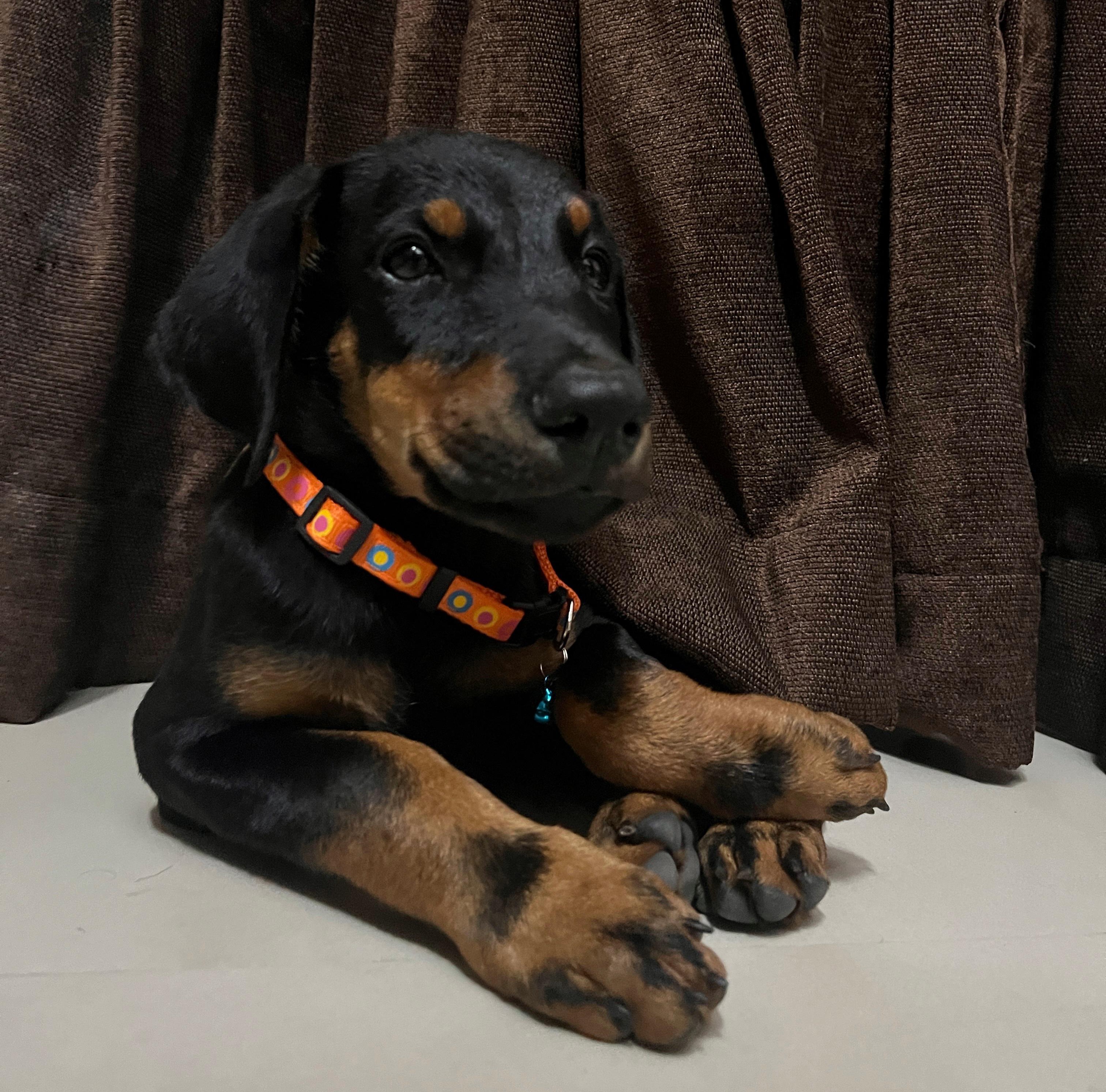 Buy doberman puppies in kolkata