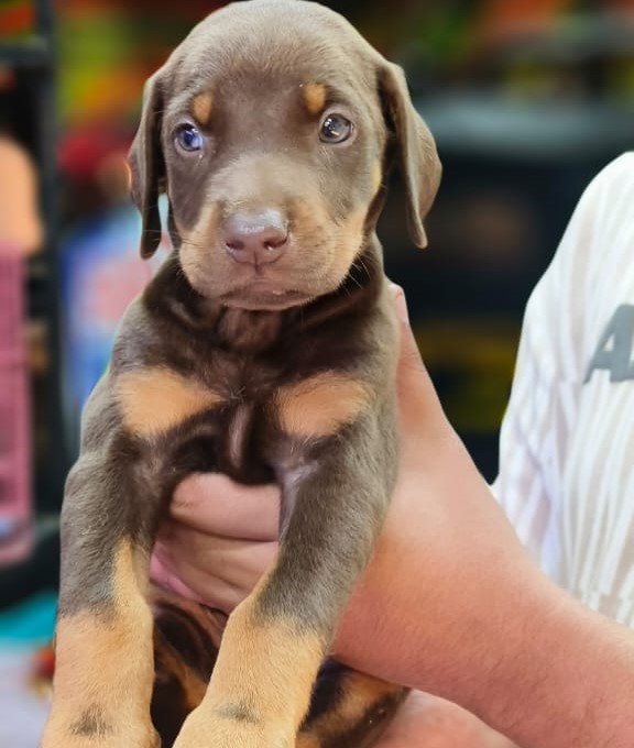 KCI registered doberman puppies price in kolkata