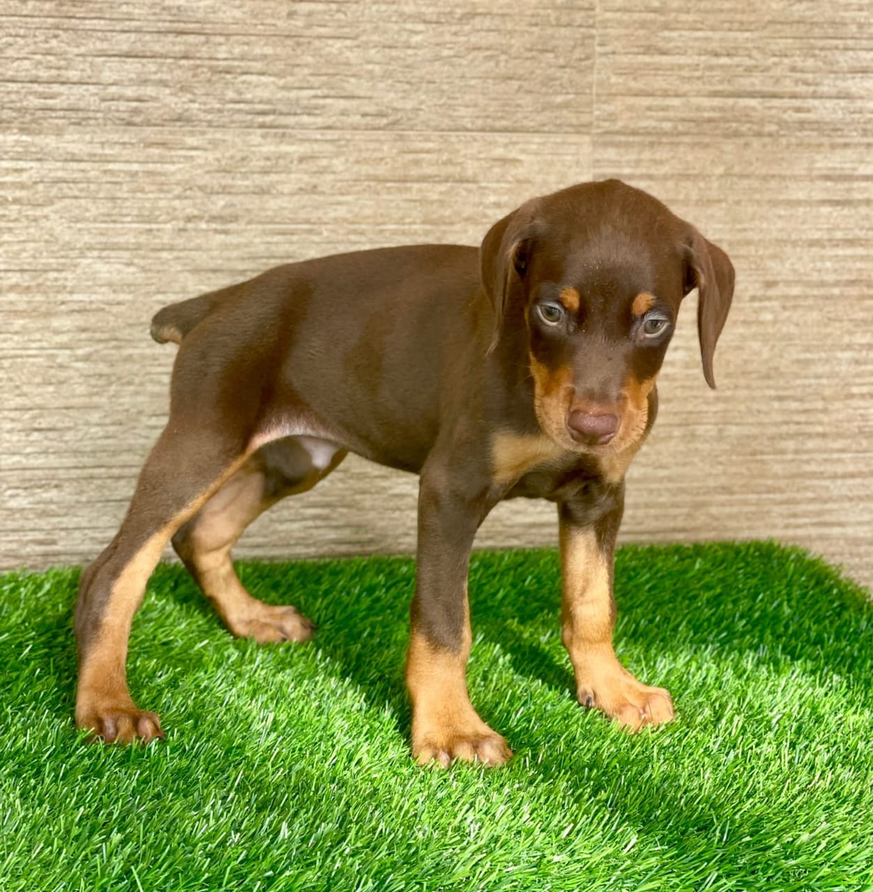 Doberman puppies price in kolkata