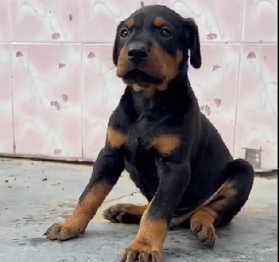 Doberman pet shop in kolkata