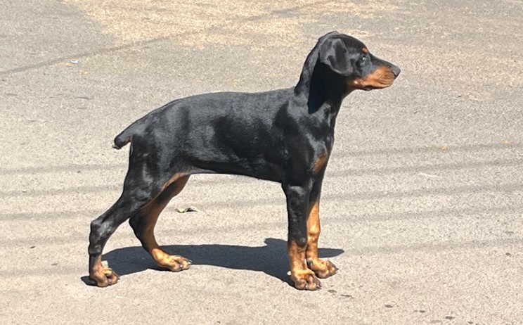 Doberman dog kennel in kolkata