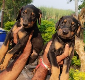 Buy doberman puppies online in mumbai