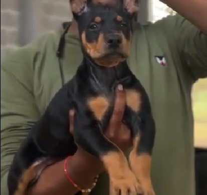 Doberman dog breeder in mumbai