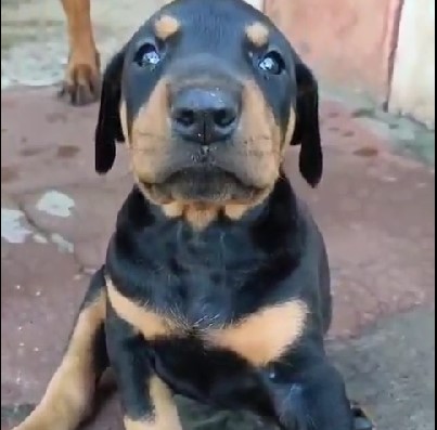 KCI registered doberman puppies price in mumbai