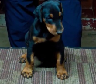 Champion lineage doberman puppies for sale in mumbai