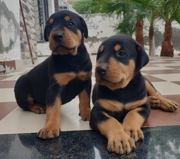 Buy doberman puppies in pune