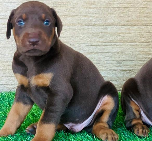 Doberman puppies for sale online in pune