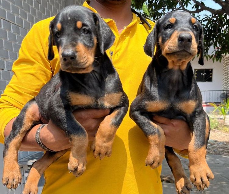 Doberman dog price in pune