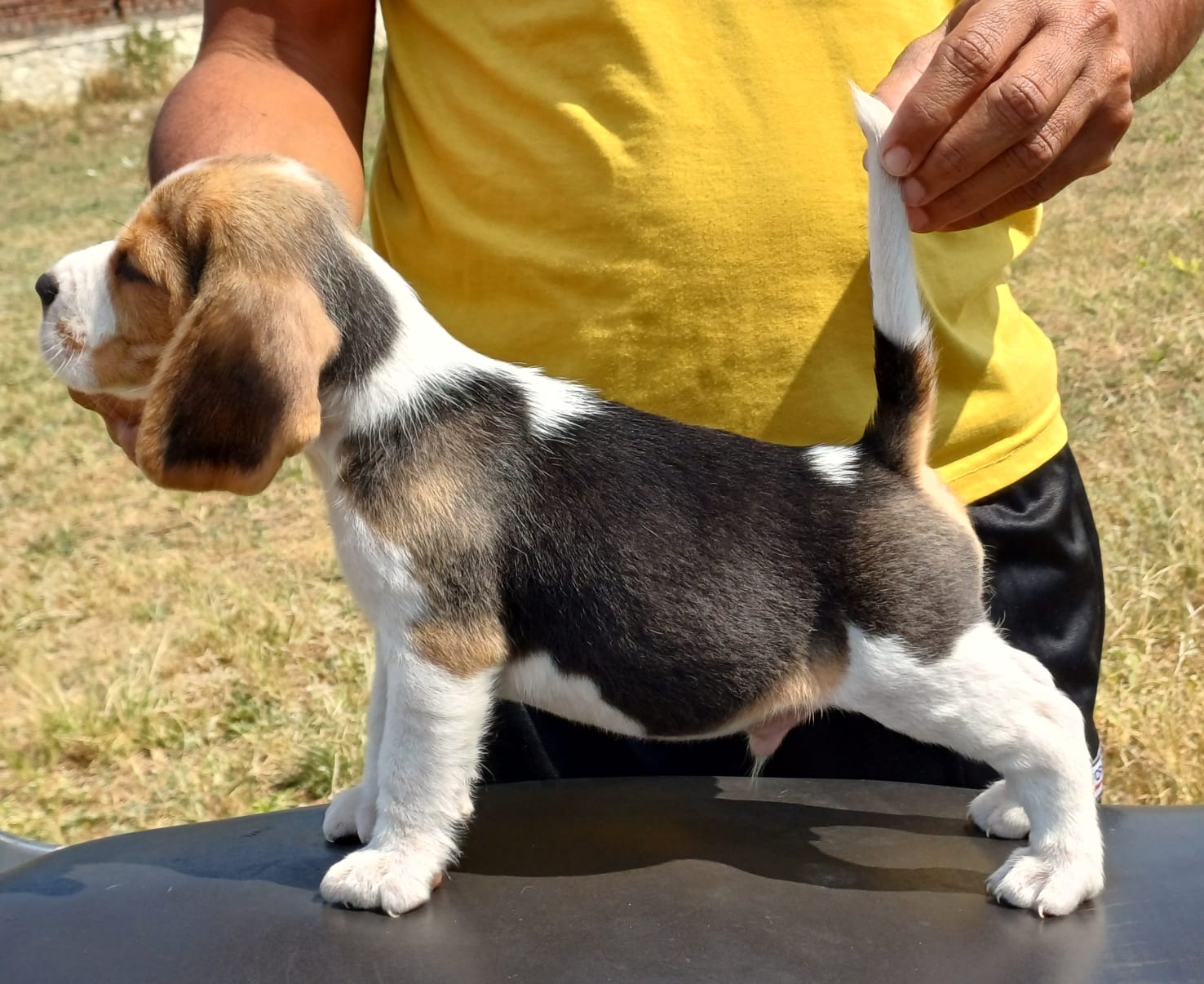 Beagle male puppy for sale in pune