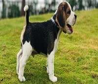 Beagle puppy price in Bangalore