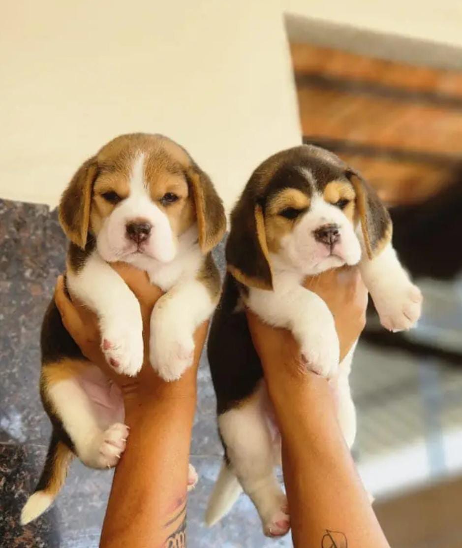 Beagle puppy for sale in Kolkata