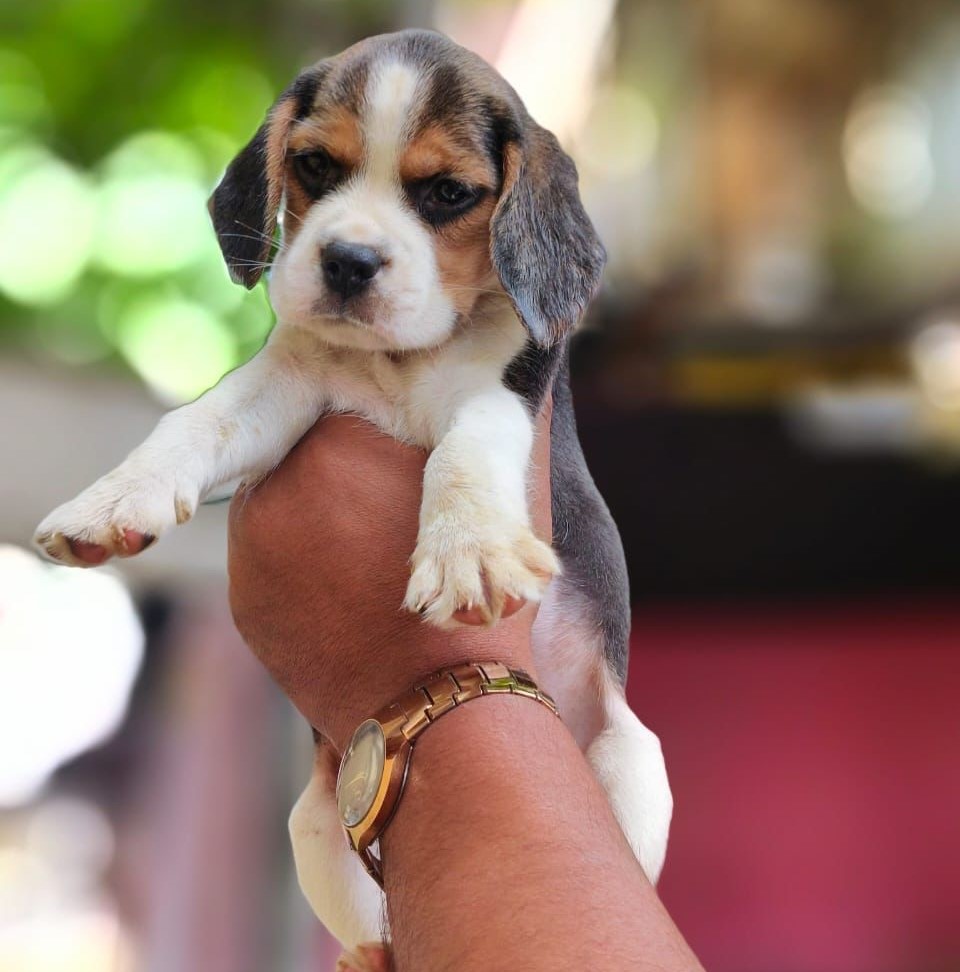 Beagle puppy price in Kolkata