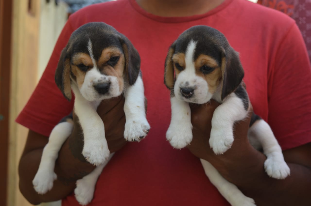 Beagle puppies for sale in Kolkata