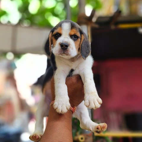 Beagle puppy price in Vizag