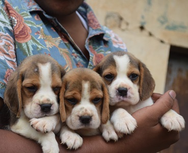 Beagle puppies price in Vizag