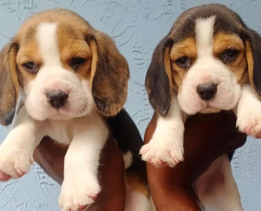 Beagle price in mumbai