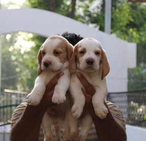 Beagle puppies for sale in Vizag