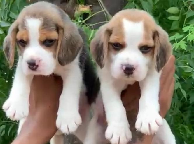 Beagle puppies for sale in mumbai
