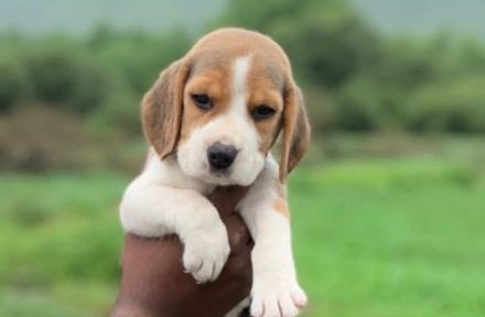 Beagle female puppy for sale in mumbai