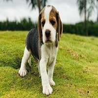 Beagle male puppy for sale in mumbai